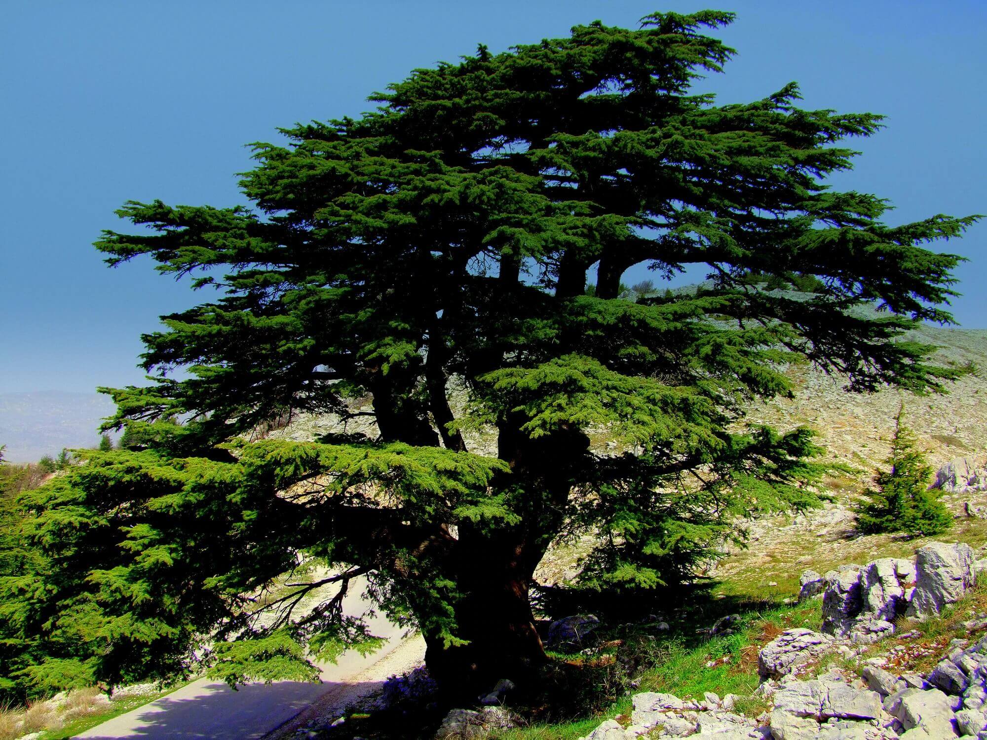 Cedar of Lebanon